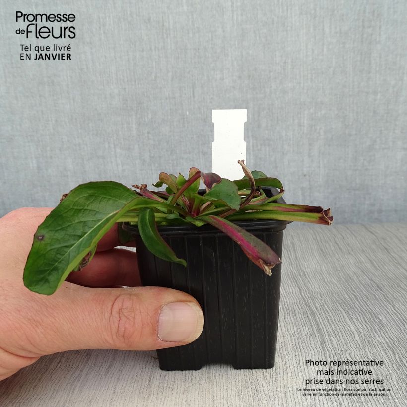 Spécimen de Penstemon digitalis Dakota Verde Godet de 8/9 cm tel que livré en hiver