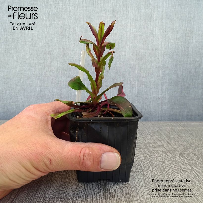 Penstemon digitalis Dakota Verde Vasetto da 8/9 cm esemplare consegnato in primavera