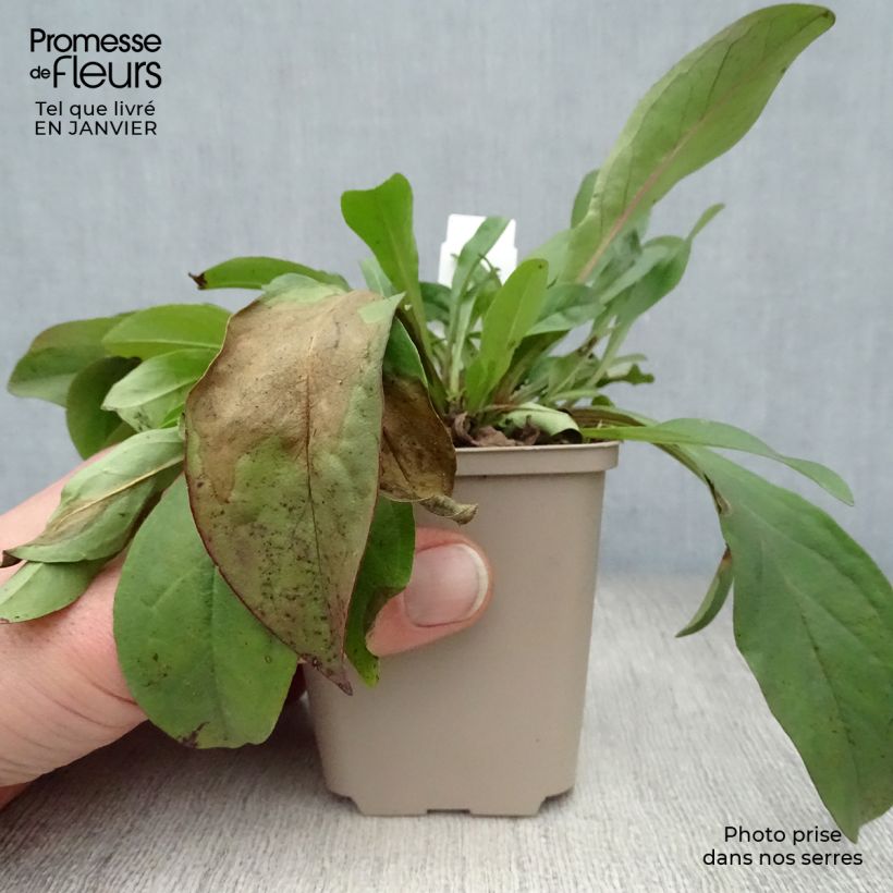 Spécimen de Penstemon digitalis Pocahontas - Galane Godet de 8/9 cm tel que livré en hiver