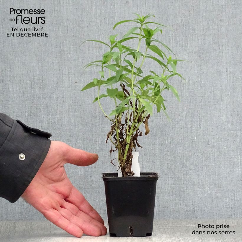 Spécimen de Penstemon hybride Alice Hindley - Galane Godet de 8/9 cm tel que livré en hiver