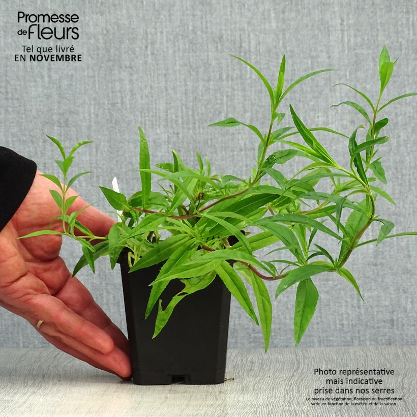Spécimen de Penstemon hybride Garnet - Galane Godet de 8/9 cm tel que livré en automne