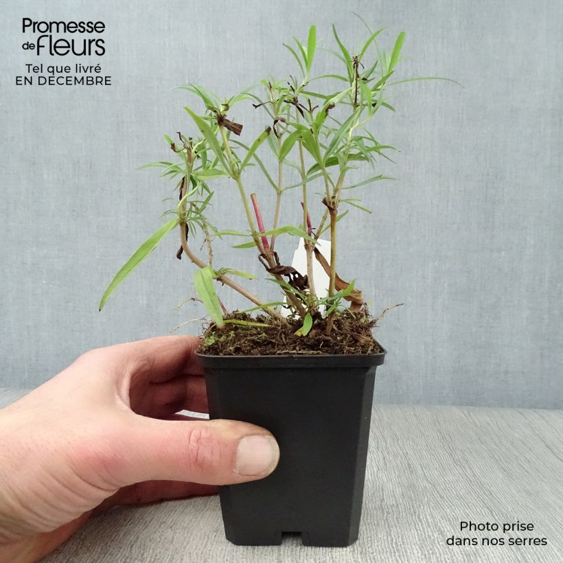 Spécimen de Penstemon hybride Garnet - Galane Godet de 8/9 cm tel que livré en hiver
