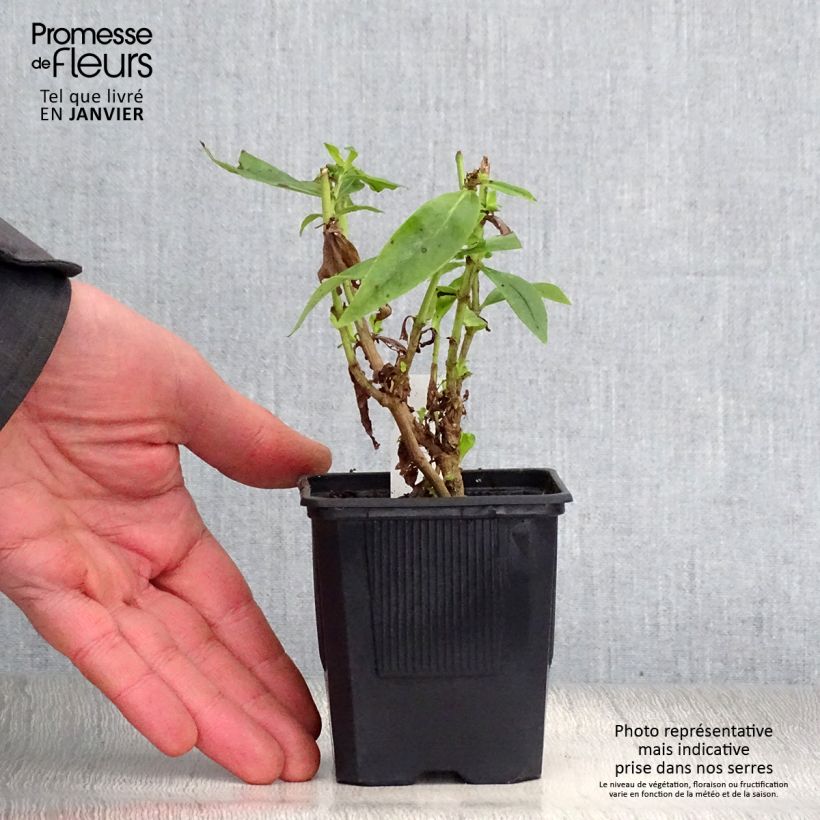 Spécimen de Penstemon hybride Gloire des Quatre Rues - Galane Godet de 8/9 cm tel que livré en hiver