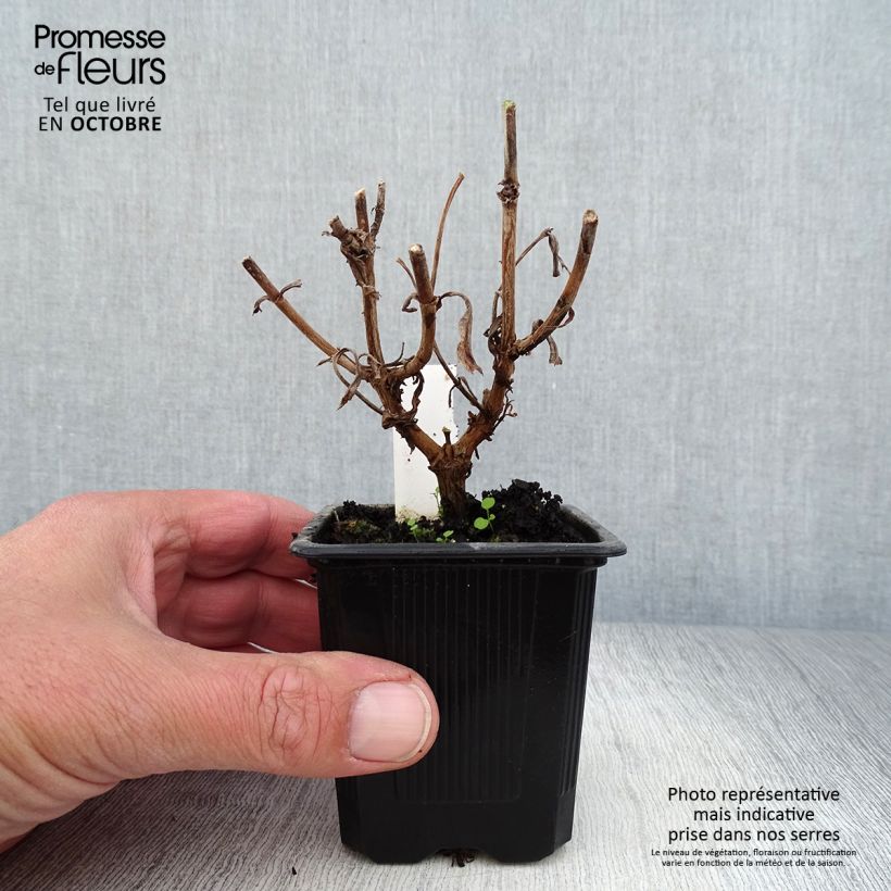 Spécimen de Penstemon hybride Gloire des Quatre Rues - Galane Godet de 8/9 cm tel que livré en automne
