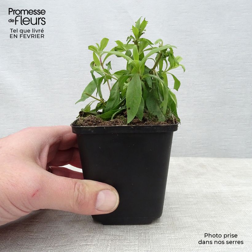 Spécimen de Penstemon hybride Rubicundus - Galane Godet de 8/9 cm tel que livré en hiver