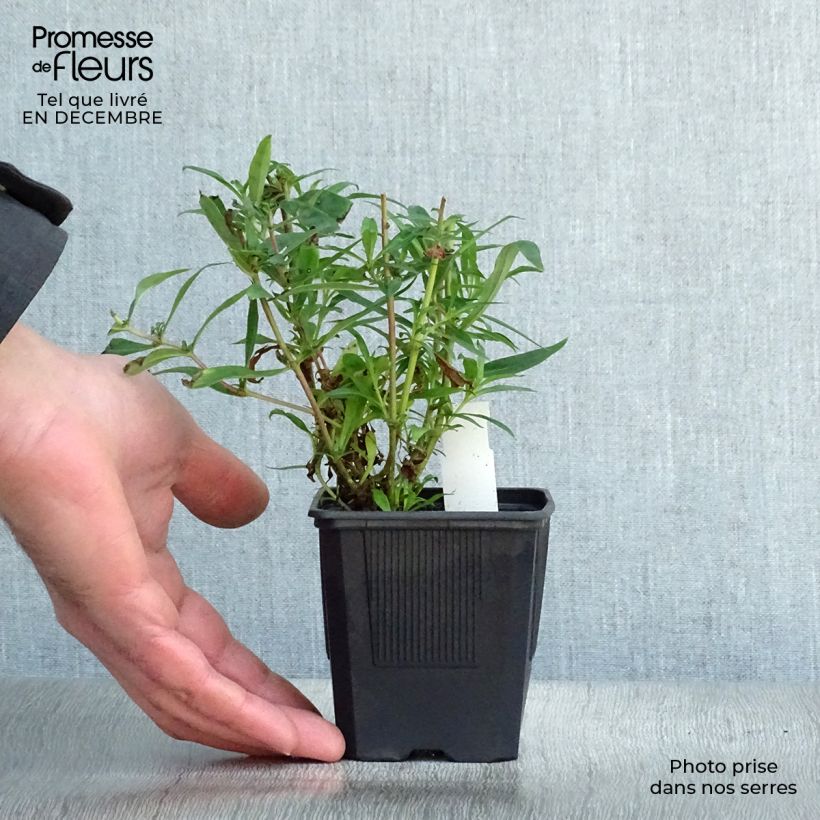 Spécimen de Penstemon hybride Russian River - Galane Godet de 8/9 cm tel que livré en hiver