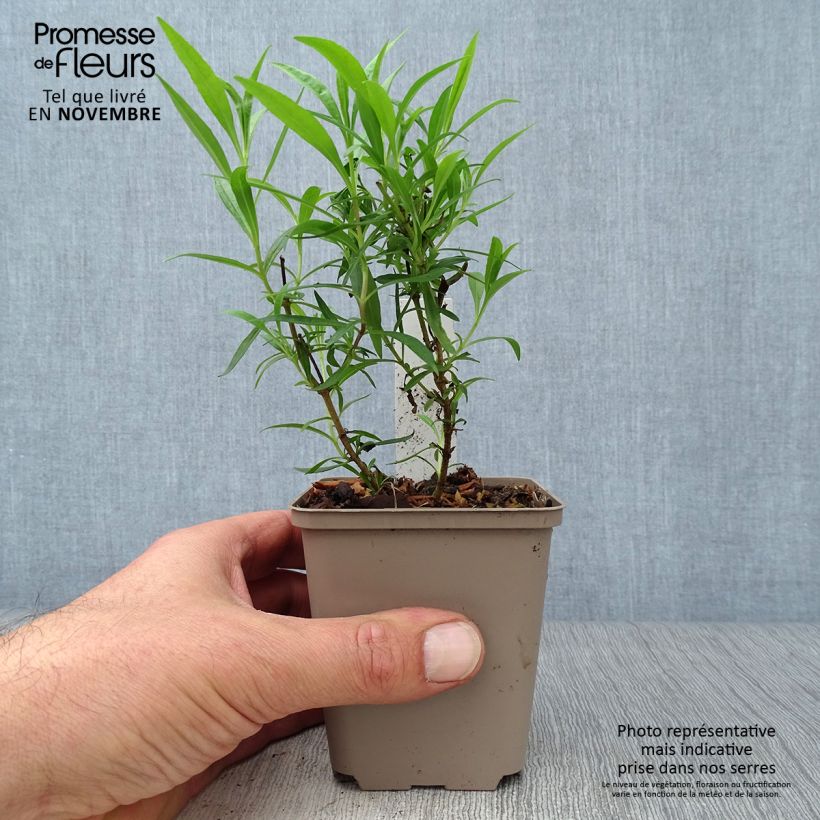 Spécimen de Penstemon hybride Schoenholzeri - Galane Godet de 8/9 cm tel que livré en automne