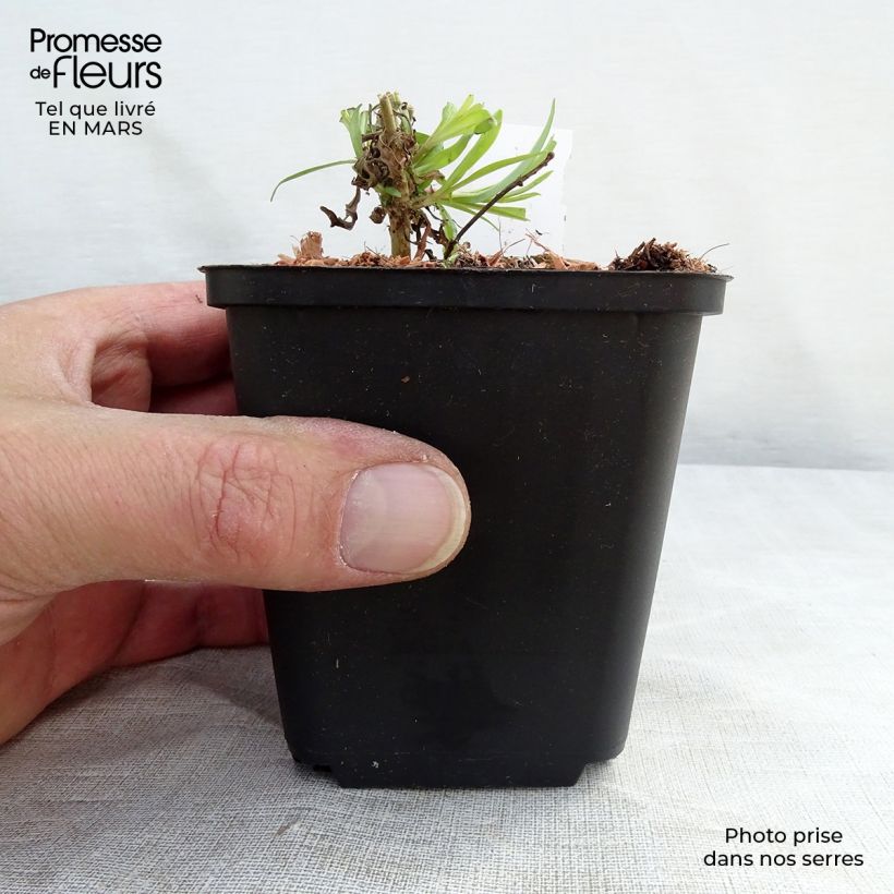 Amostra de Penstemon Schoenholzeri Vaso de 8/9 cm tal como entregue na primavera