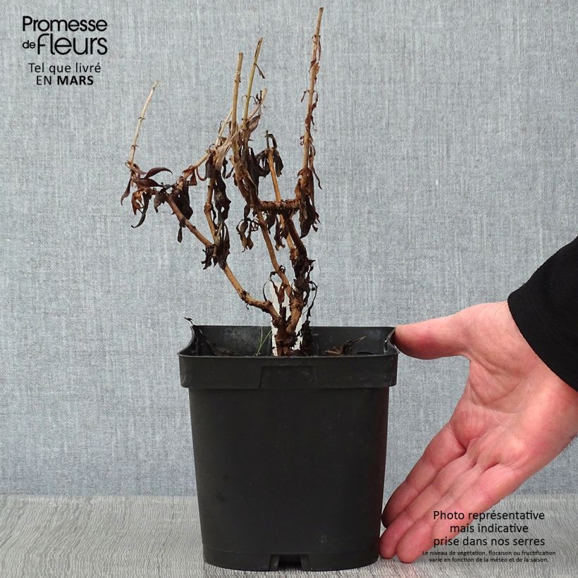 Spécimen de Penstemon hybride Schoenholzeri - Galane Pot de 2L/3L tel que livré en hiver