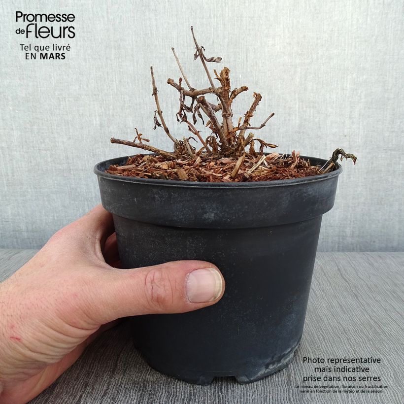 Spécimen de Penstemon hybride Sour Grapes - Galane Pot de 2L/3L tel que livré en hiver