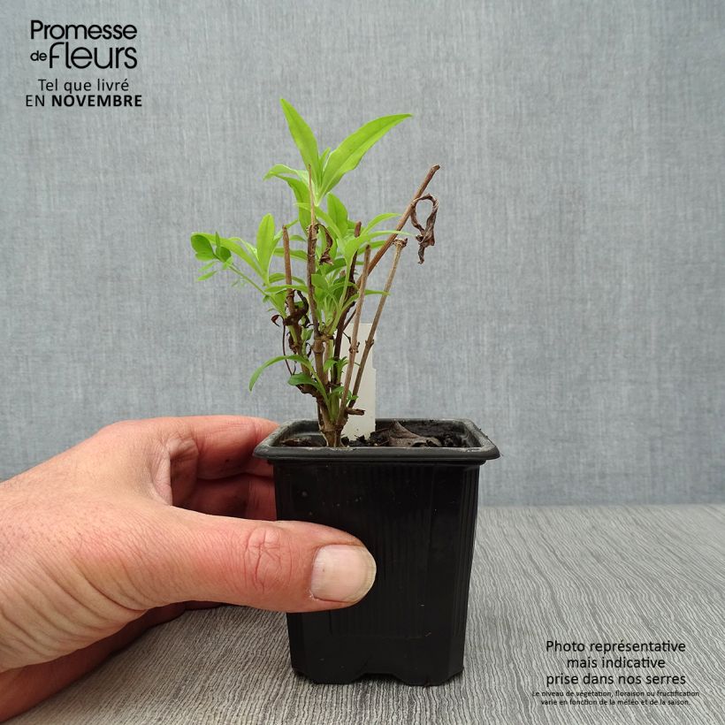 Spécimen de Penstemon hybride White Bedder - Galane Godet de 8/9 cm tel que livré en automne