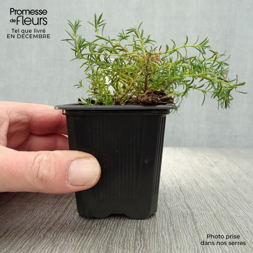 Spécimen de Penstemon pinifolius Mersea Yellow - Galane à feuilles de pin Godet de 8/9 cm tel que livré en hiver