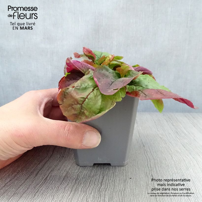 Spécimen de Penstemon smallii - Galane Godet de 8/9 cm tel que livré au printemps