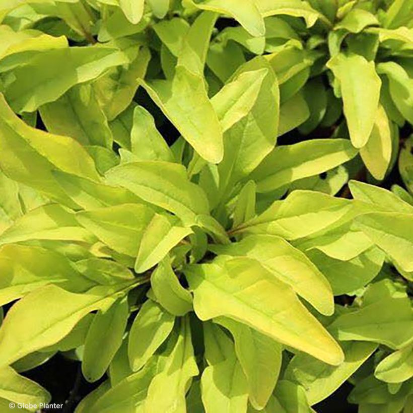 Penstemon digitalis Goldfinger - Galane (Feuillage)