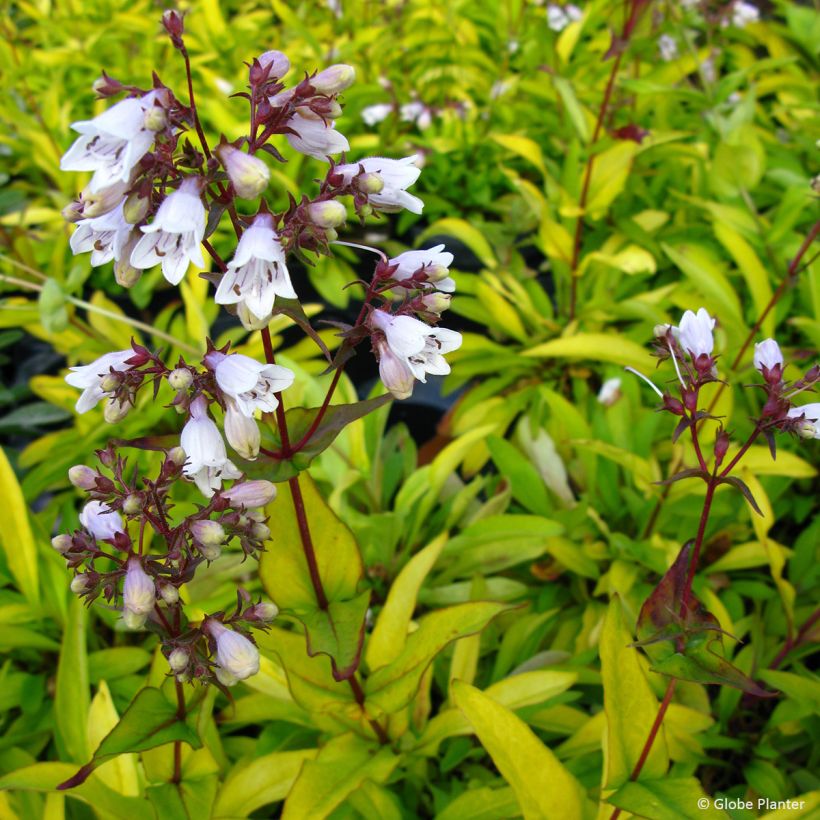 Penstemon digitalis Goldfinger - Galane (Floraison)