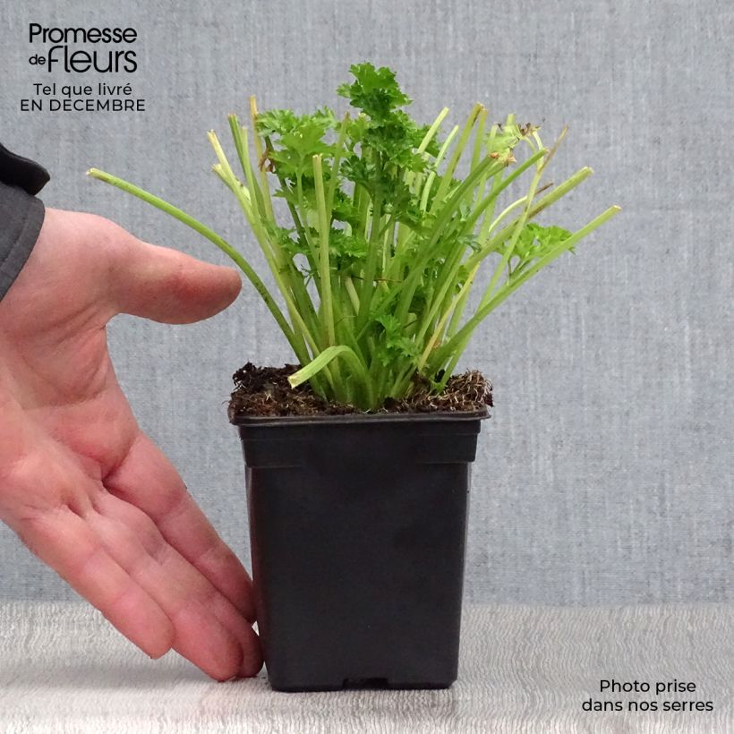 Spécimen de Per-cel - Céleri persil BIO Godet de 7/8 cm tel que livré en hiver