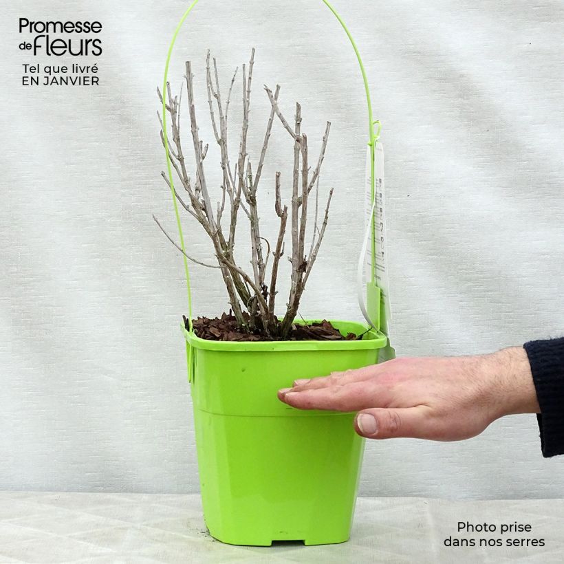 Spécimen de Perovskia Silvery Blue - Sauge d'Afghanistan Pot de 3L/4L tel que livré en hiver