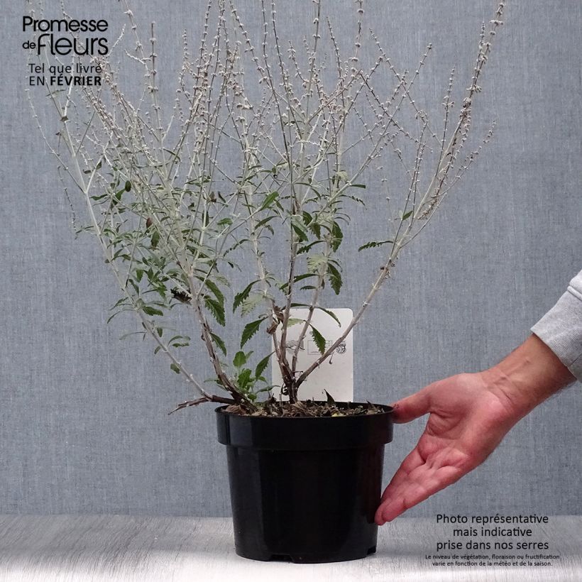 Spécimen de Perovskia Silvery Blue - Sauge d'Afghanistan Pot de 3L/4L tel que livré en automne
