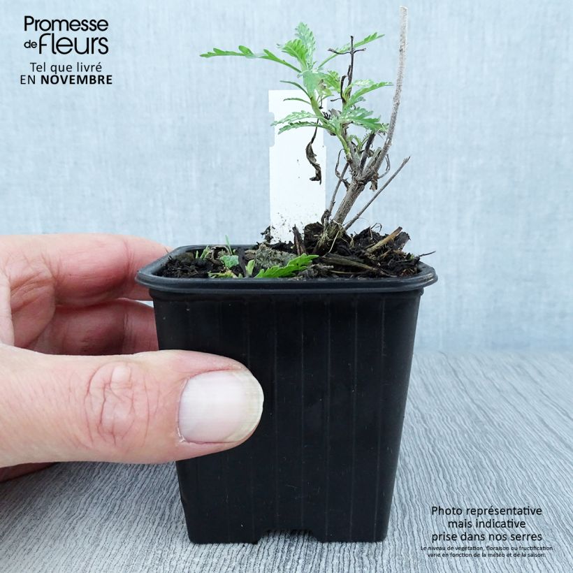 Spécimen de Perovskia atriplicifolia Blue Spire - Sauge de Sibérie Godet de 8/9 cm tel que livré en automne