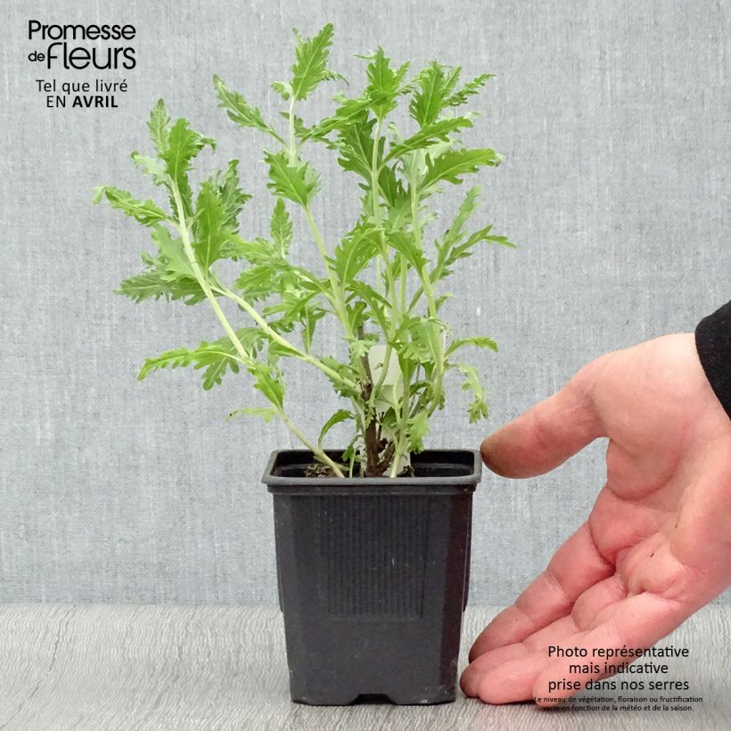 Spécimen de Perovskia atriplicifolia Blue Spire - Sauge de Sibérie Godet de 8/9 cm tel que livré au printemps