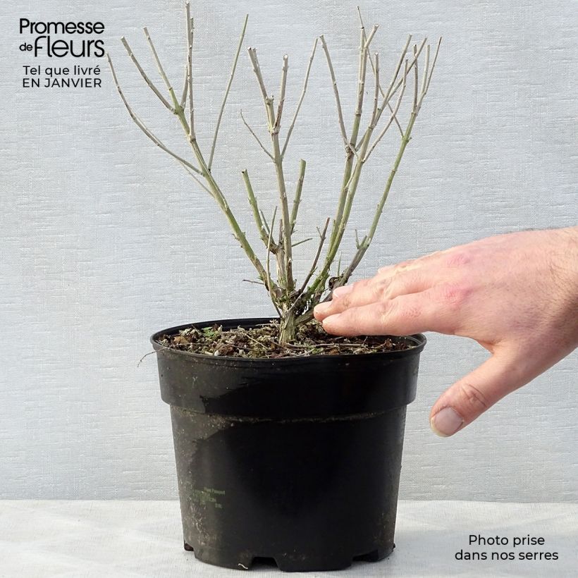 Spécimen de Perovskia atriplicifolia Blue Spire - Sauge de Sibérie Pot de 2L/3L tel que livré en hiver