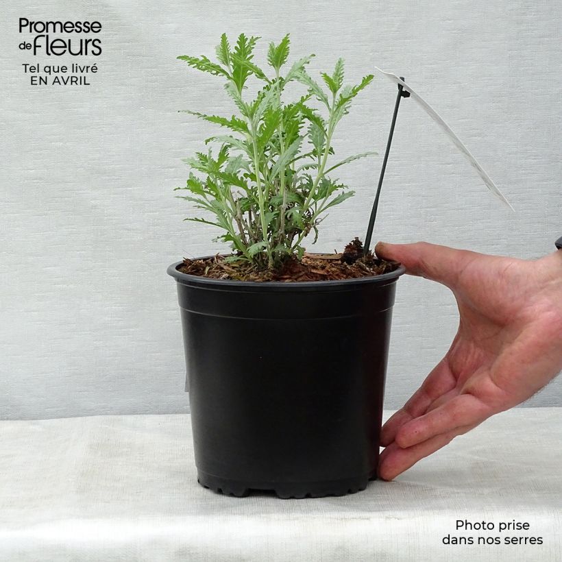 Spécimen de Perovskia atriplicifolia Blue Spire - Sauge de Sibérie Pot de 2L/3L tel que livré au printemps