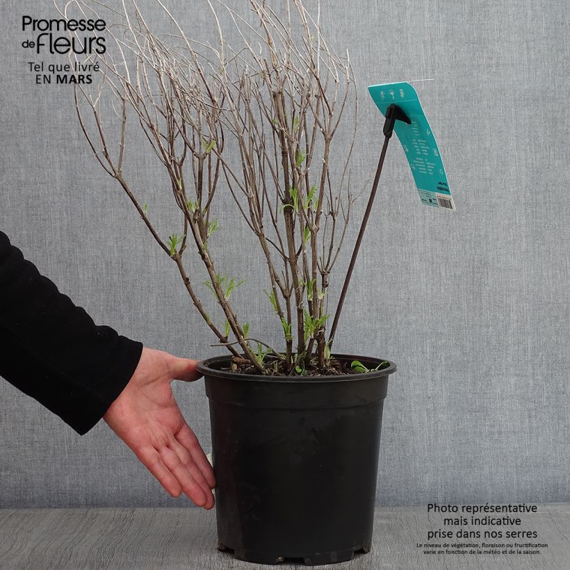 Spécimen de Perovskia atriplicifolia Blue Spire - Sauge de Sibérie Pot de 4L/5L tel que livré en hiver