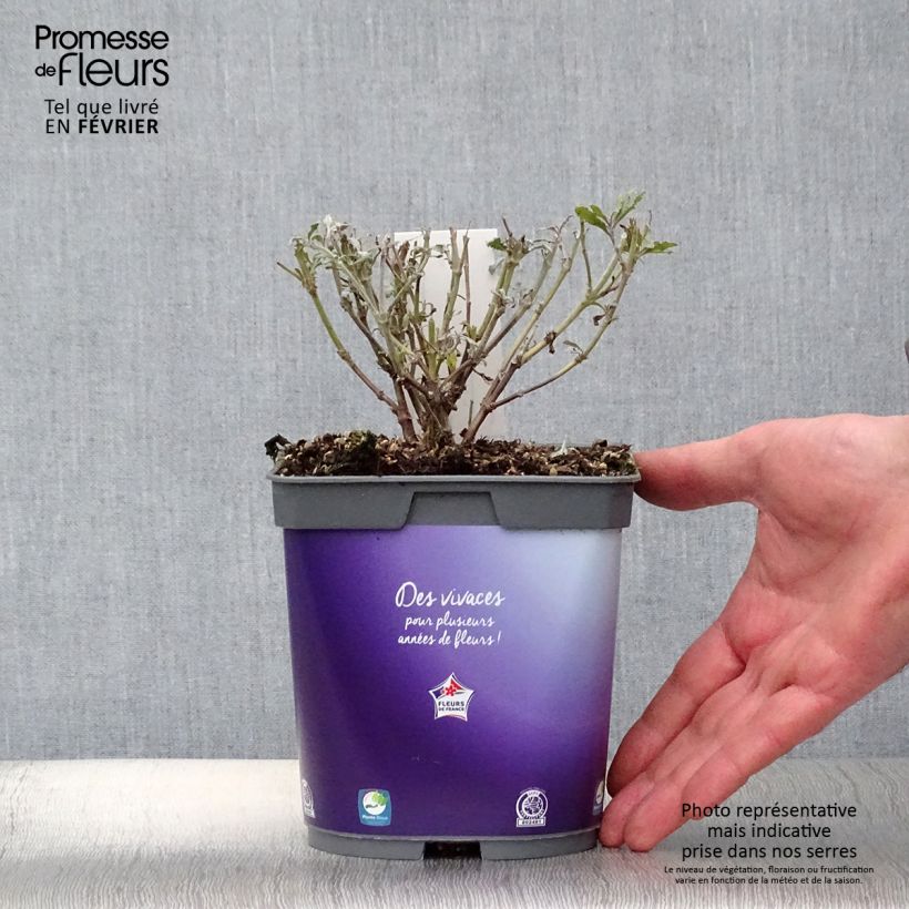 Spécimen de Perovskia atriplicifolia Blue Steel Pot de 2L/3L tel que livré en hiver
