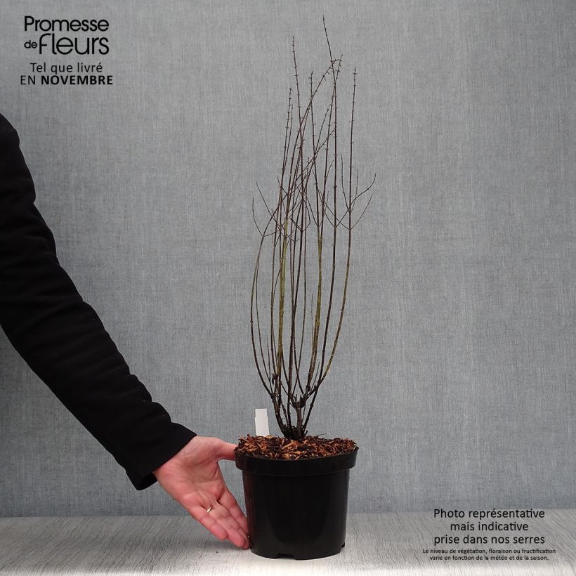 Spécimen de Perovskia atriplicifolia Little Spire - Sauge d'Afghanistan compacte Pot de 2L/3L tel que livré en automne