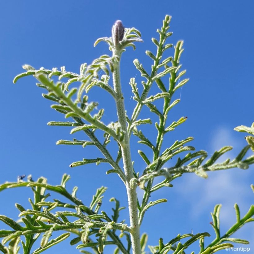Perovskia atriplicifolia Feathery Blue - Sauge d'Afghanistan (Feuillage)