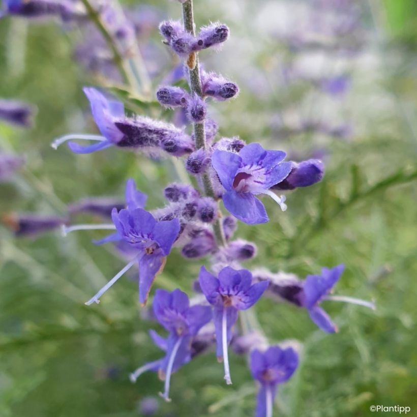 Perovskia atriplicifolia Feathery Blue - Sauge d'Afghanistan (Floraison)