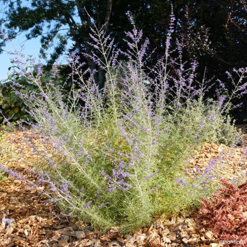 Perovskia atriplicifolia Feathery Blue - Sauge d'Afghanistan (Port)