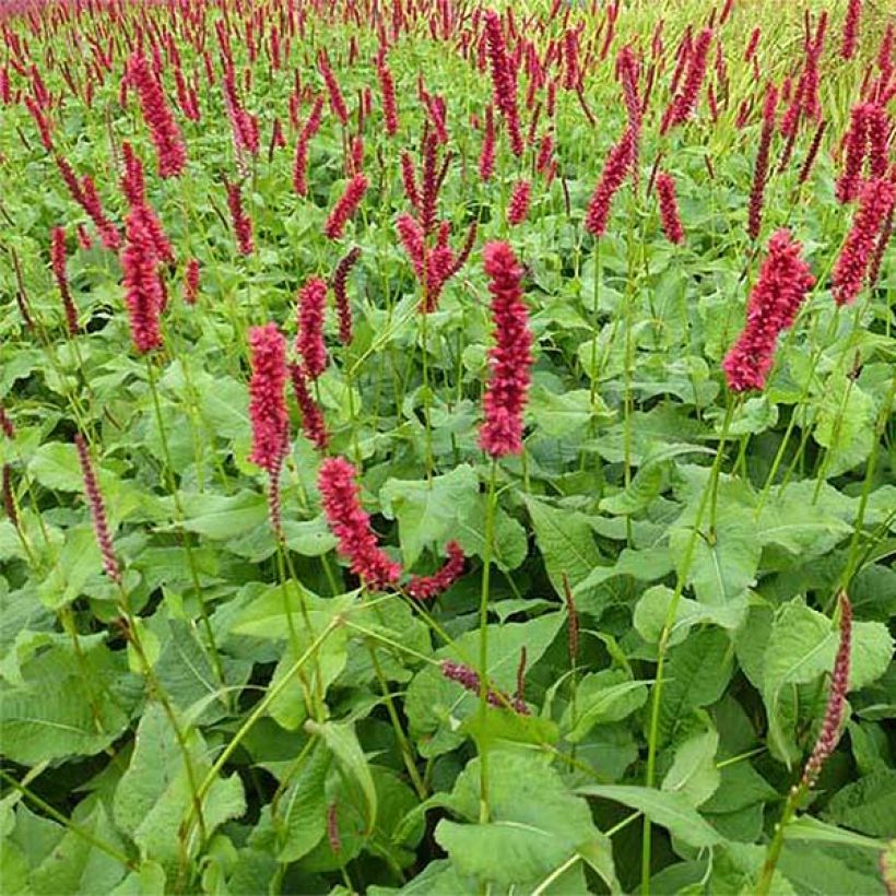 Persicaria amplexicaulis Fat Domino (Floração)