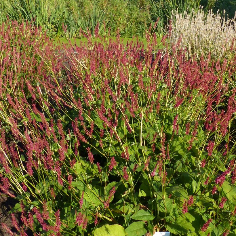 Persicaria amplexicaulis Speciosa (Floração)
