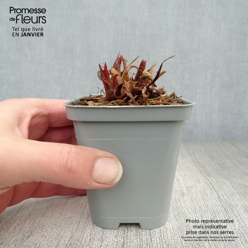Spécimen de Persicaria amplexicaulis Speciosa - Persicaire - Renouée Speciosa Godet de 8/9 cm tel que livré en hiver