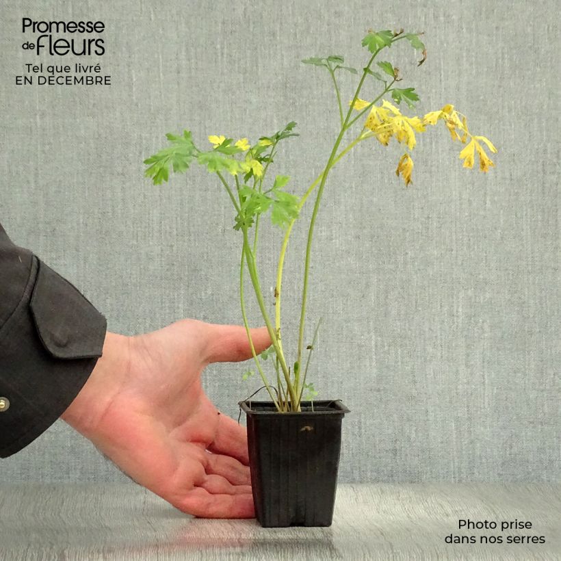 Spécimen de Persil Géant d'Italie BIO Godet de 8/9 cm tel que livré en hiver