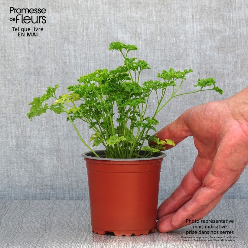 Spécimen de Persil frisé vert foncé en plants Godet de 8/9 cm tel que livré au printemps