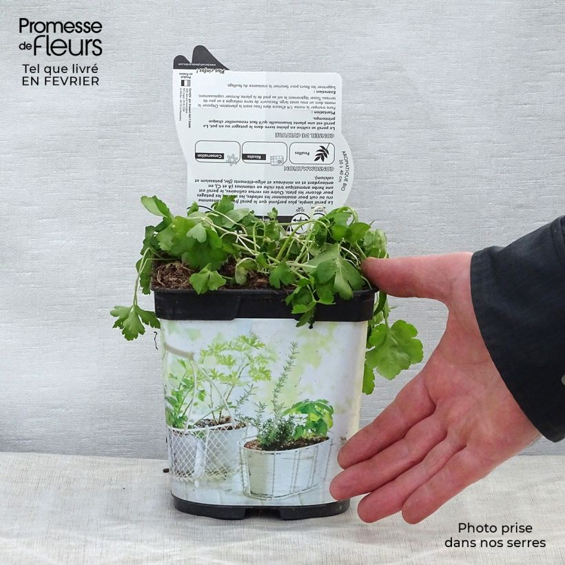 Spécimen de Persil simple Géant d'Italie en pot 1L./1.5L. BIO tel que livré en hiver