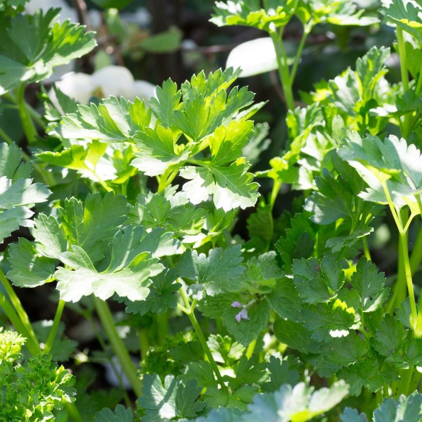 Persil Géant d'Italie en plants (Feuillage)