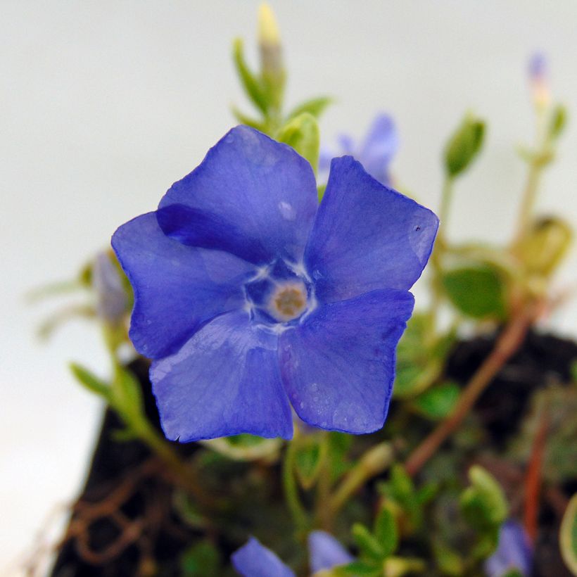 Pervenche à petite fleurs - Vinca minor Ralph Shugert - (Floraison)
