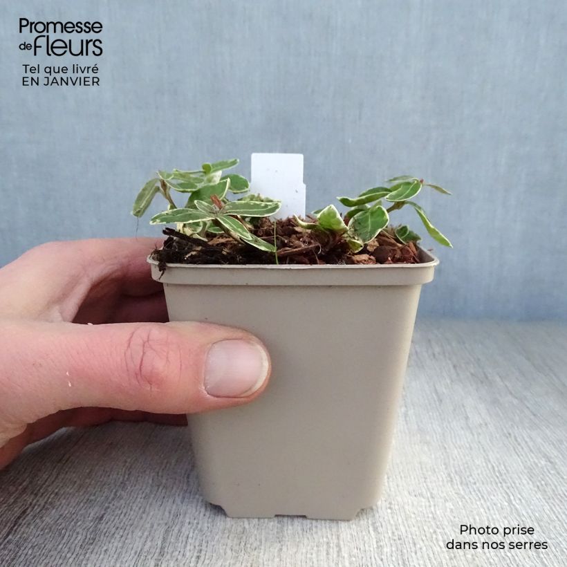Spécimen de Pervenche à petite fleurs - Vinca minor Ralph Shugert -  Godet de 8/9 cm tel que livré en hiver