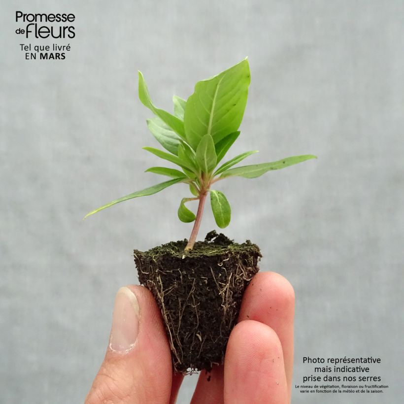 Spécimen de Pervenche de Madagascar Cora Cascade mélange - Cataranthus roseus Jardimotte : motte 3,8 cm x 3,2 cm en plaque de culture par 16 tel que livré au printemps