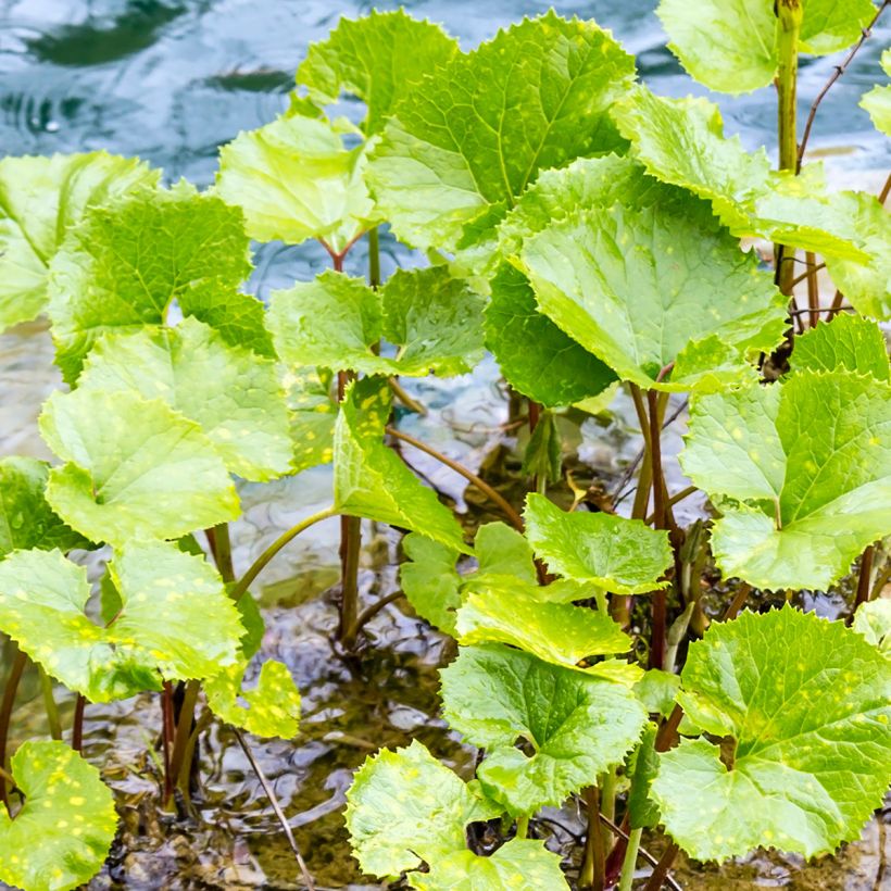 Petasites fragrans - Héliotrope d'hiver (Feuillage)