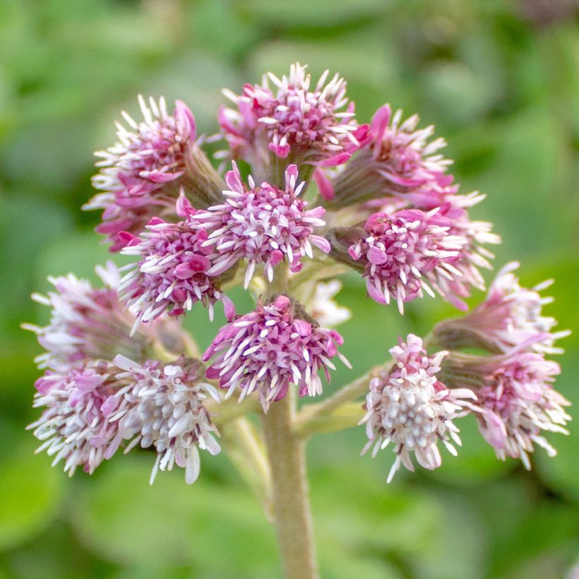 Petasites fragrans - Héliotrope d'hiver (Floraison)