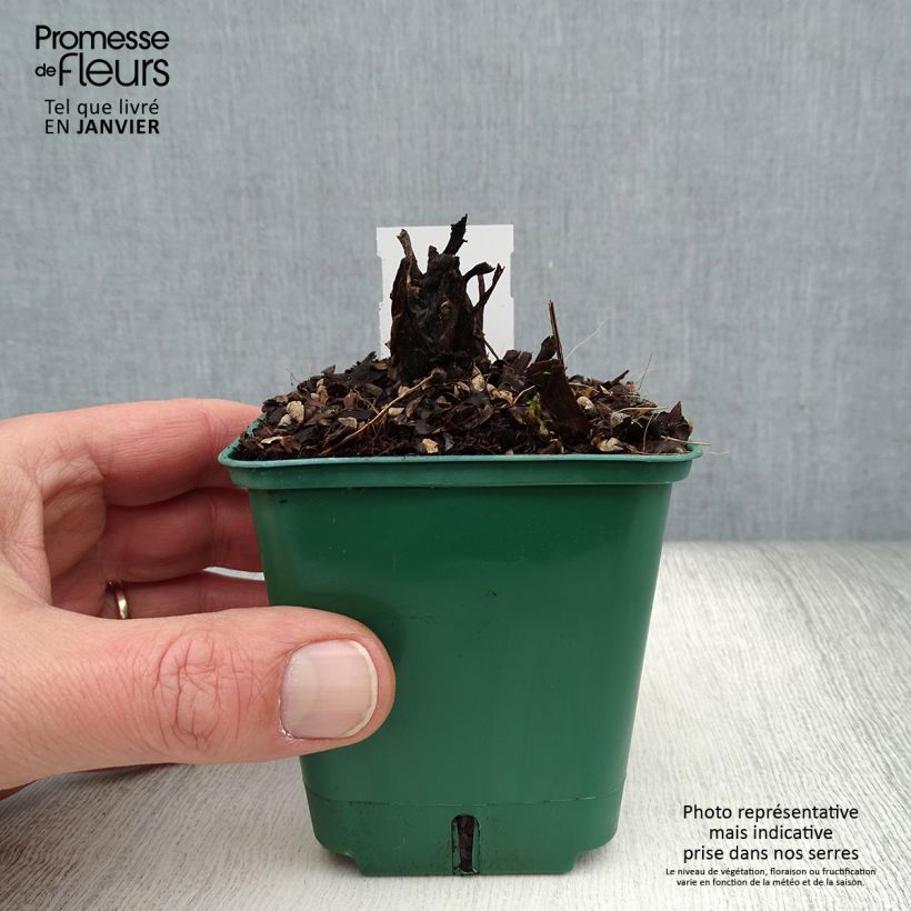 Spécimen de Petasites fragrans - Héliotrope d'hiver Godet de 8/9 cm tel que livré en hiver