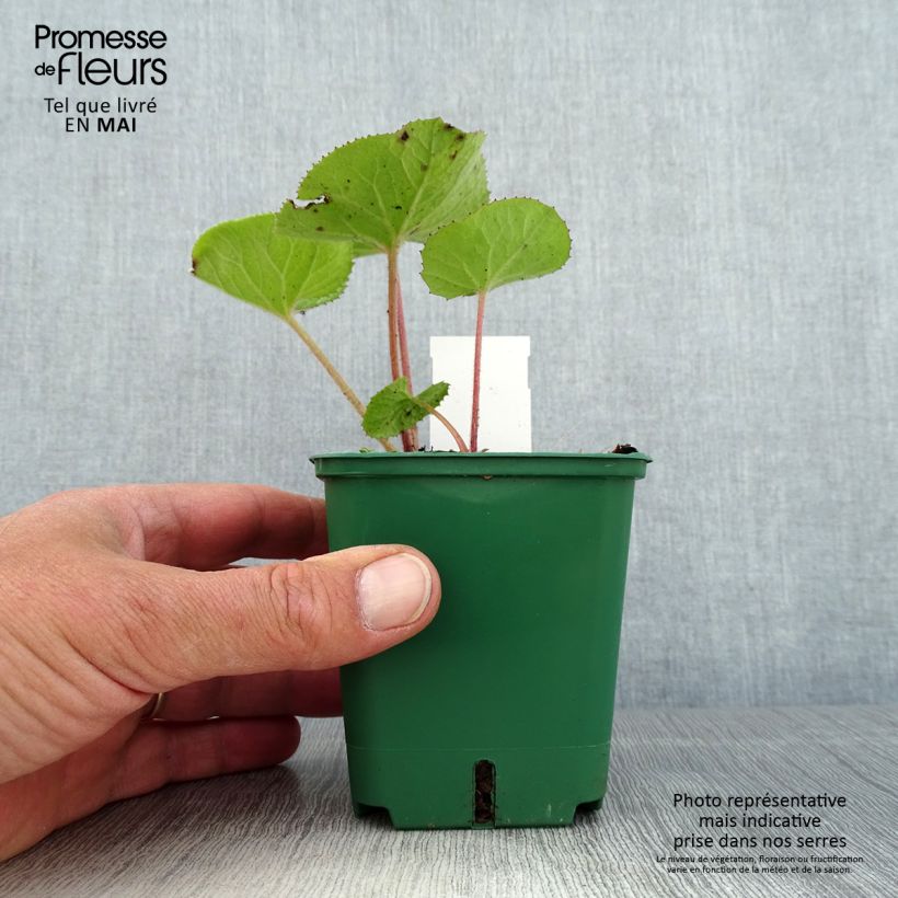 Spécimen de Petasites fragrans - Héliotrope d'hiver Godet de 8/9 cm tel que livré au printemps