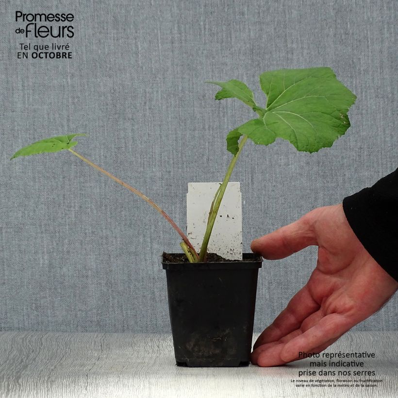 Spécimen de Petasites hybridus Godet de 8/9 cm tel que livré en automne