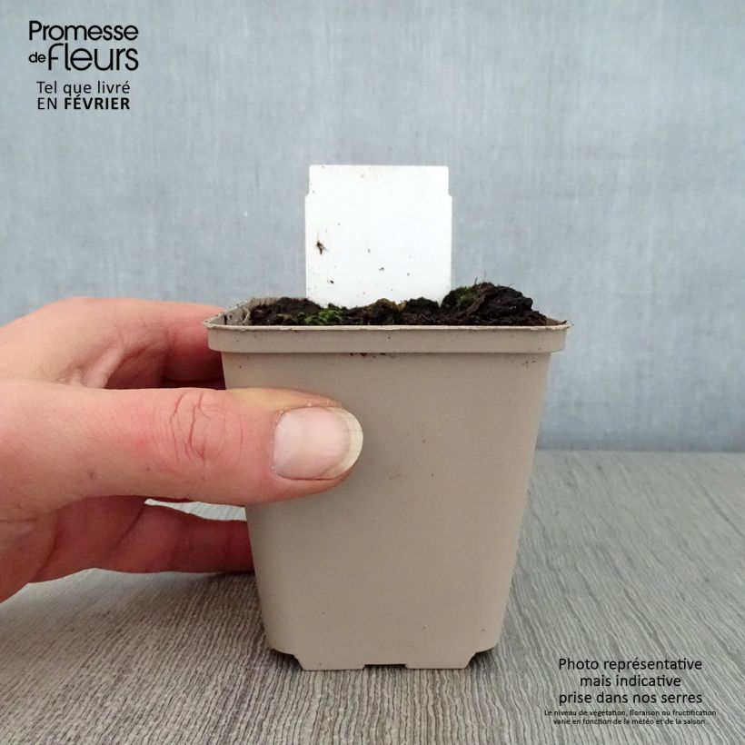 Spécimen de Petasites hybridus Godet de 8/9 cm tel que livré en hiver