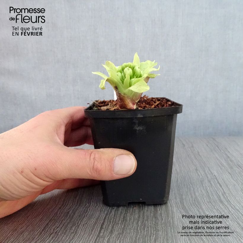 Spécimen de Petasites japonicus Variegatus - Pétasite japonaise Variegatus Godet de 8/9 cm tel que livré en hiver