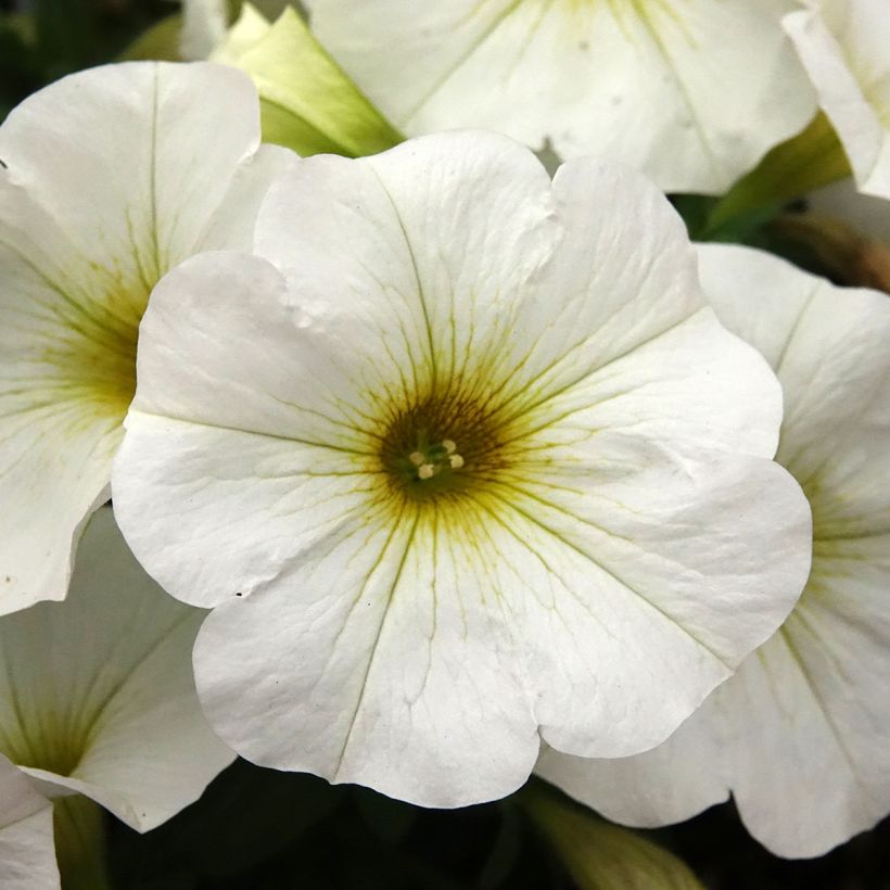 Pétunia BeautiCal Pearl White - Petchoa hybrida (Floraison)